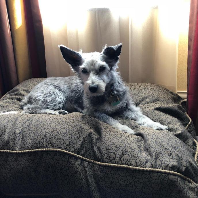 Visit Dog-Friendly Branson, MO and Stay at the Pet-Friendly Hilton Promenade. Bring Your Dog to the Pet-Friendly Hilton Promenade in Dog-Friendly Branson, MO.
