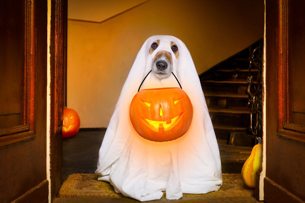 Bring Fido (If You Dare) to These Seven DogFriendly Haunted Hotels