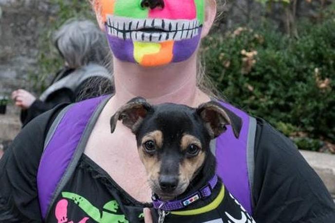 Join the Krewe of Barkus in the Dog-Friendly Annual Zombie Crawl. The Annual Zombie Crawl is a Dog-Friendly Costume Parade in Eureka Springs, AR.