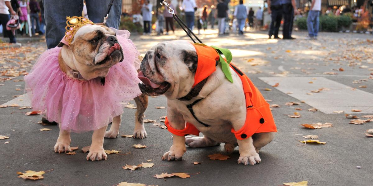 Halloween Pet Parade & Anniversary Party — The Dining Dog and Friends