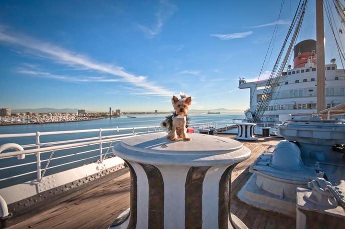 The Queen Mary is a Dog-Friendly Haunted Hotel in Long Beach, CA. The Queen Mary is a Haunted Dog-Friendly Hotel in Long Beach, CA.