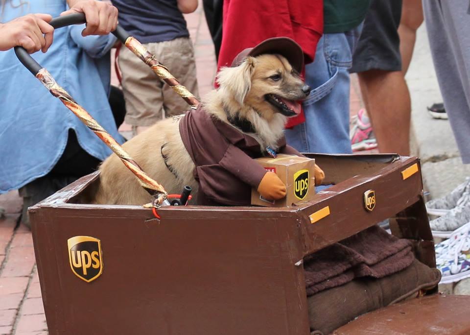 See Best Pet Halloween Costume photo entries for animals named