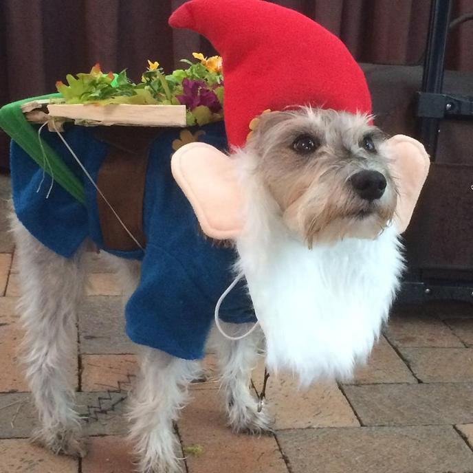 Bring Your Dog to A Pet Costume Parade This Halloween at the Chicago Botanic Garden. Spooky Pooch Parade at the Chicago Botanic Garden is a Pet Costume Parade in Chicago, IL.