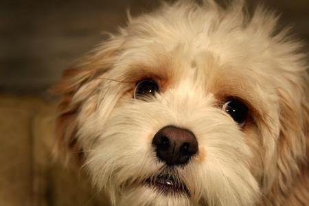 Happy Dog, Happy Evening