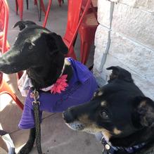 Grassburger restaurant view 1