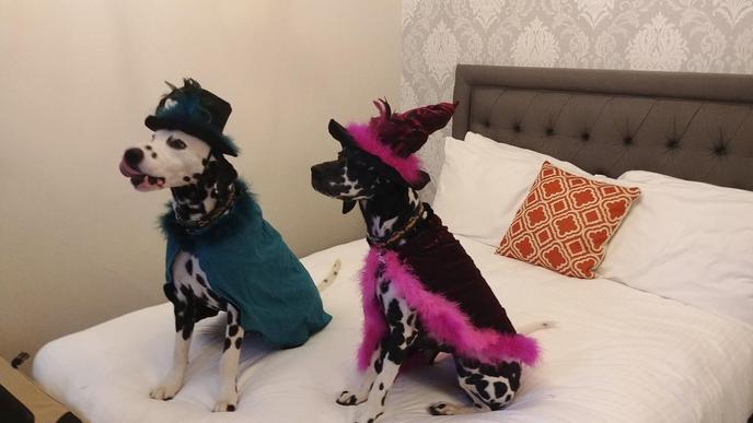 The Hawthorne Hotel is a Dog-Friendly Haunted Hotel in Salem, MA. Visit Salem, MA to Stay at the Haunted Dog-Friendly Hawthorne Hotel.