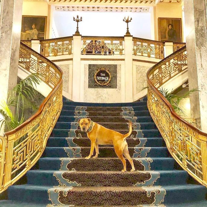The Seelbach Hilton Louisville is a Dog-Friendly Haunted Hotel in Louisville, KY. Visit the Haunted Dog-Friendly at the Seelbach Hilton Louisville.