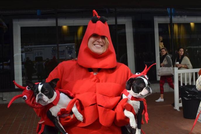 The Doggone Halloween Costume Parade is Held Annually in Boston, MA. Bring Your Dog Boston's Doggone Halloween Costume Parade.