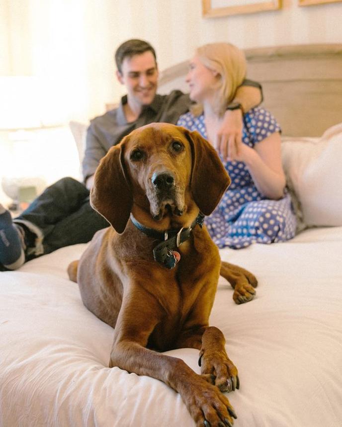 Hotel Monteleone is a Pet-Friendly Hotel in the South. A Dog Relaxes on the Bed With His Parents at Hotel Monteleone, a Pet-Friendly Hotel in the South.
