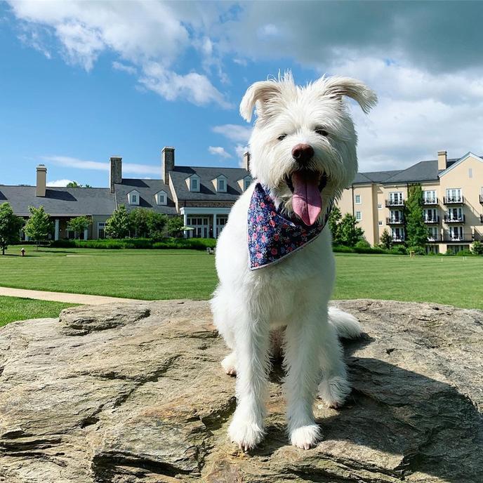 Salamander Resort is a Pet-Friendly Hotel in the South. A Dog Poses In Front Of the Salamander Resort, a Pet-Friendly Hotel in the South.