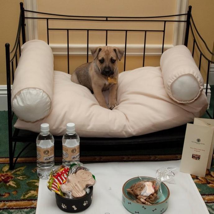 The Hermitage Hotel in Nashville, TV is a Super Pet-Friendly Hotel in the South. A Puppy Relaxes on a Dog Bed at The Hermitage Hotel, A Pet-Friendly Hotel in the South.