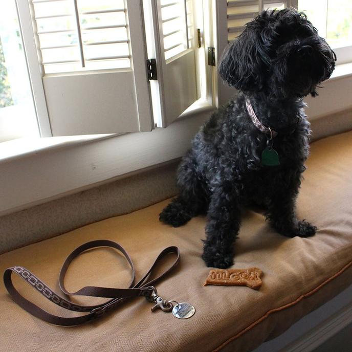The Willcox is a Pet-Friendly Hotel in the South. A Dog Waits to Be Walked at the Willcox, A Pet-Friendly Hotel in the South.