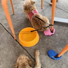 Trio Restaurant restaurant view 2