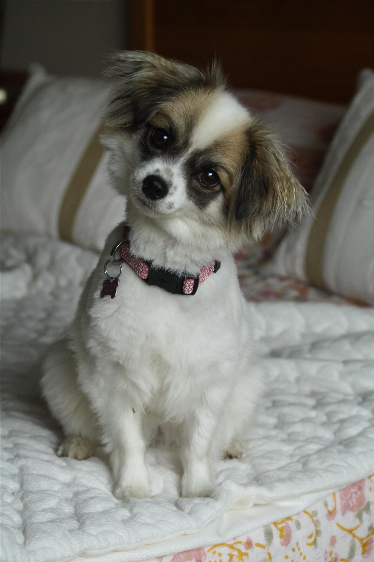 Dog Friendly Moses Lake, WA BringFido