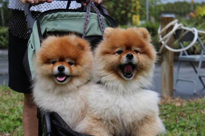 Bring Your Dog to a Blessing of the Animals at Paws for a Cause in Palm Harbor, FL. Paws for a Cause Hosts a Blessing of the Animals in Palm Harbor, FL.