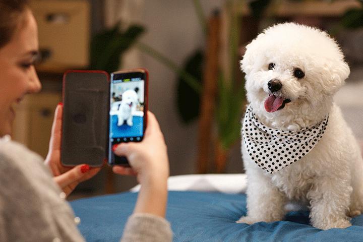 Win a New iPhone 11 with Pet Portrait Mode