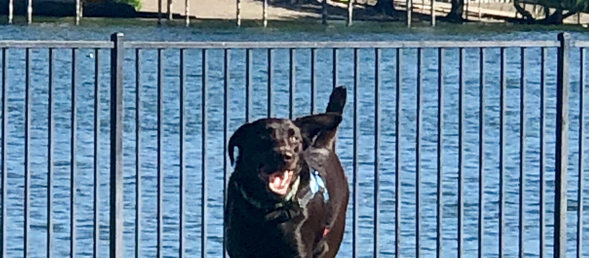 Dog Friendly Clearlake, CA