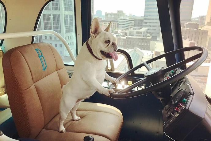 Plan A Dog-Friendly Weekend in Nashville. A Frenchie Hangs Out at the Bobby Hotel’s Rooftop Bar.