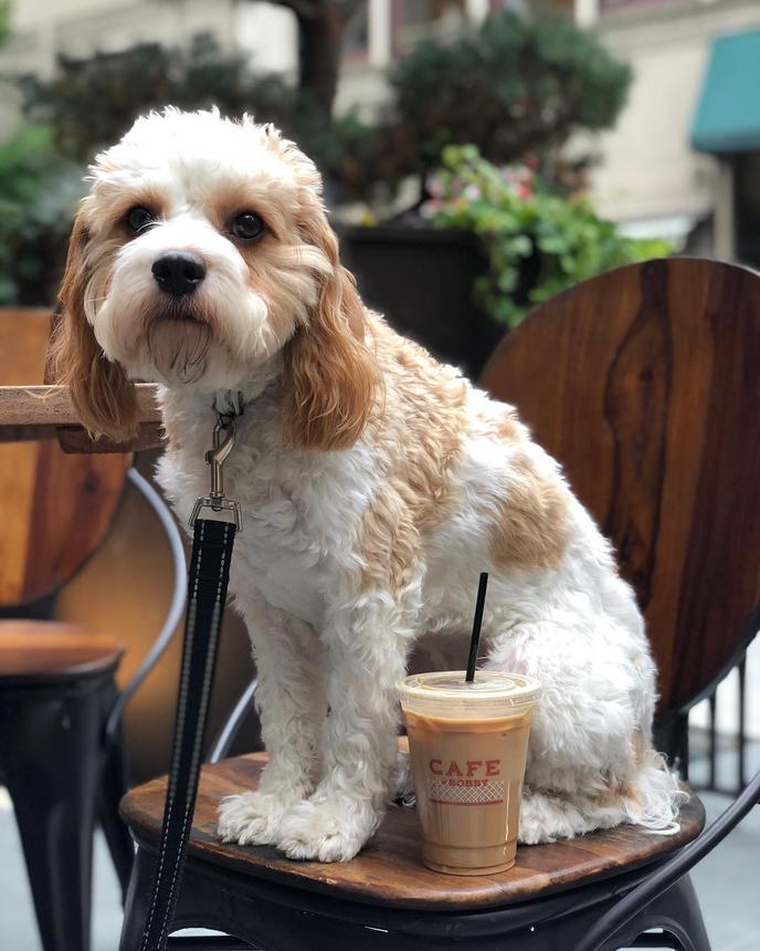 Grab Some Coffee at Cafe at Bobby in Dog-Friendly Nashville. A Dog Sits With Her Cup of Coffee at Cafe at Bobby in Dog-Friendly Nashville.