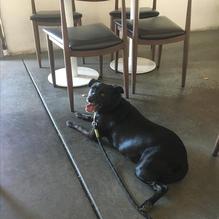 Coral Tree Cafe restaurant view 1