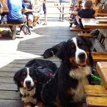 Flatbread Company restaurant view 4