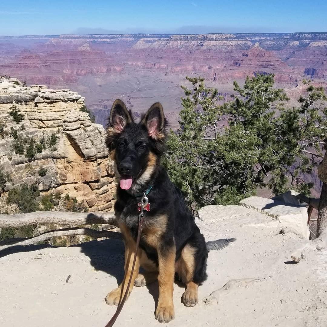 Dog Friendly Grand Canyon Az Bringfido