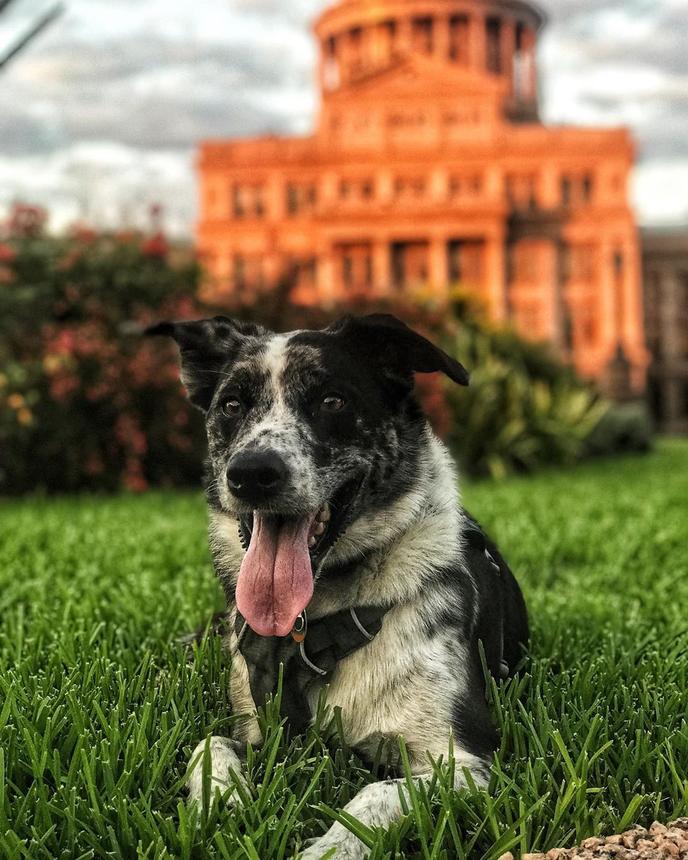 See The Sights of Austin With Fido On This Pet-Friendly Walking Tour. See Austin With Your Pup on a Guided Pet-Friendly Walking Tour.