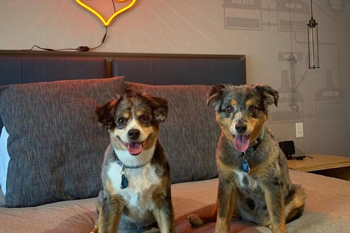 Two happy pups at the DogHouse Hotel, a pet-friendly brewery hotel in Columbus.