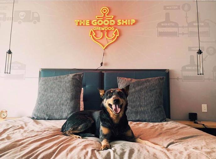 Happy pups go to the DogHouse, a pet-friendly brewery hotel in Ohio. A happy pup at the DogHouse, a pet-friendly brewery hotel in Ohio.