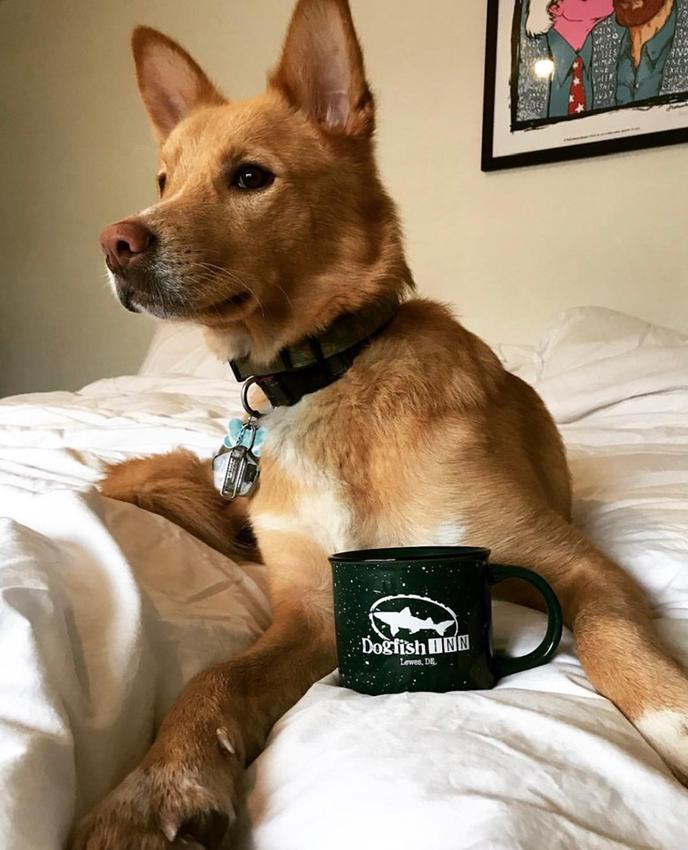 A furry guest relaxes at the Dogfish Inn, a pet-friendly brewery hotel in Delaware. A dog enjoys his room at the Dogfish Inn, a pet-friendly brewery hotel.