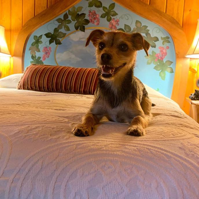 This dog is all smiles at McMenamins Old St. Francis School in Bend, OR. A happy pup at McMenamins Old St. Francis School, a pet-friendly hotel and brewery in Bend, OR.
