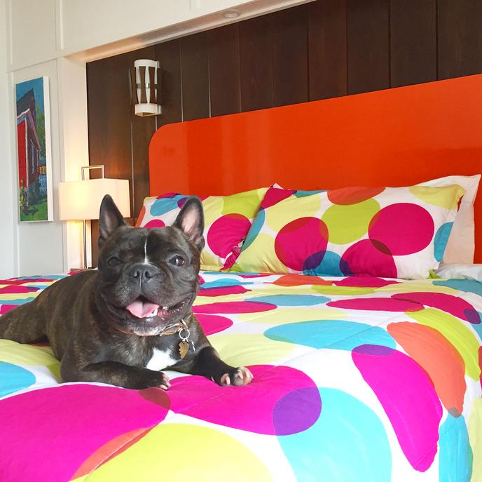 A happy pup at Mother Earth Motor Lodge, a pet-friendly hotel with a brewery in North Carolina. A happy pup hangs out at Mother Earth Motor Lodge, a pet-friendly hotel with a brewery.