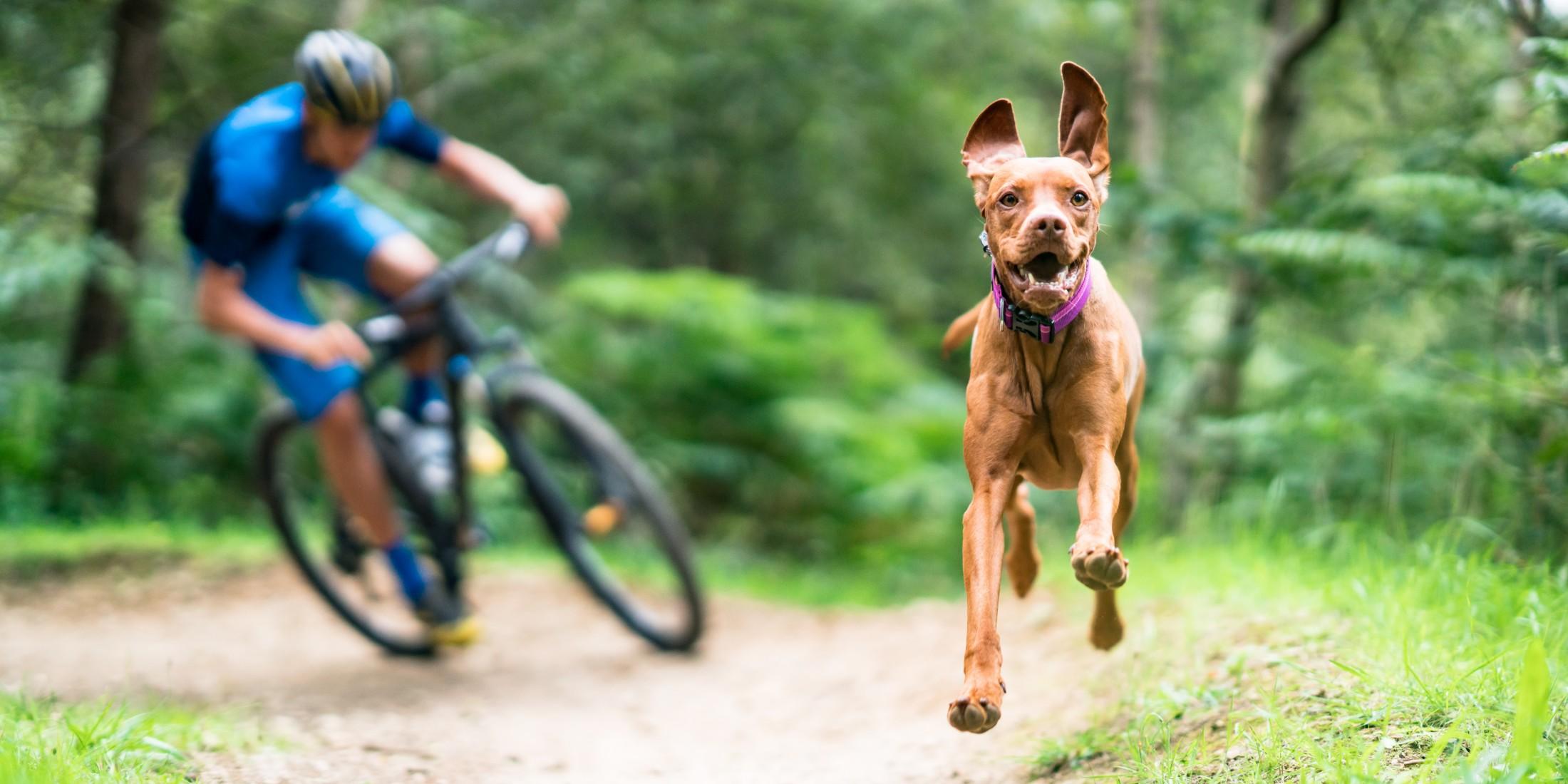 Extreme Canines: Mountain Biking With Fido