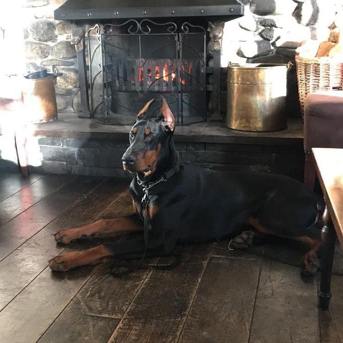A furry guest at the Wild Boar, a pet-friendly brewery hotel. A dog lounges at The Wild Boar, a pet-friendly brewery hotel in Cumbria, UK.