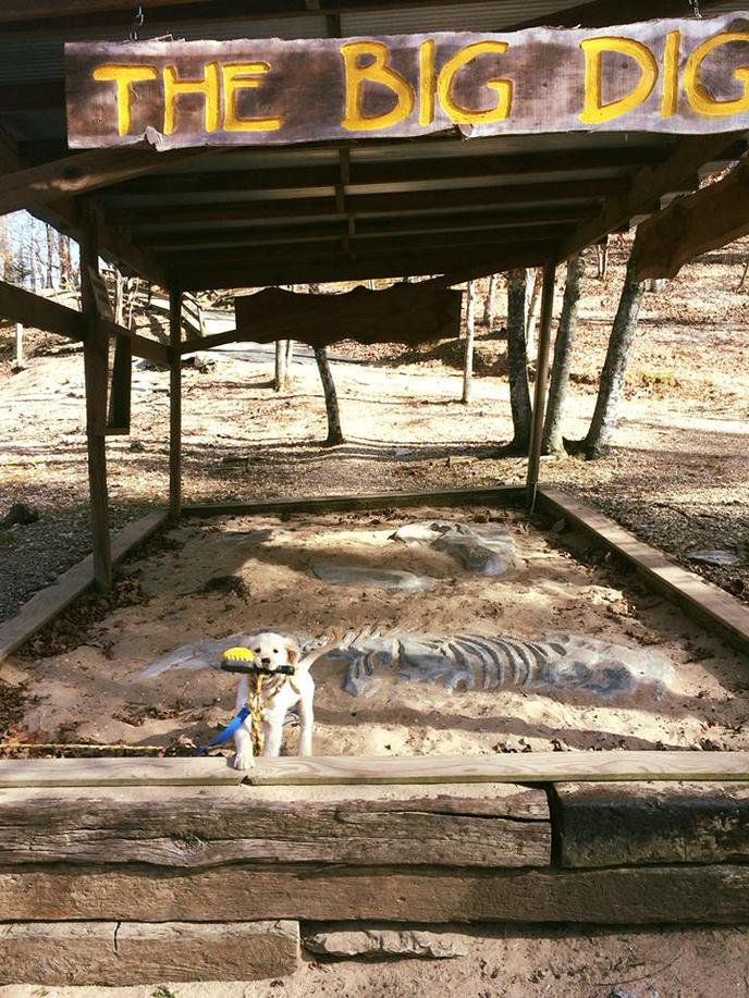 Bring Your Dog on This Pet-Friendly Walking Tour in rural Arkansas, Explore the Caves of War Eagle Cavern On a Pet-Friendly Walking Tour.