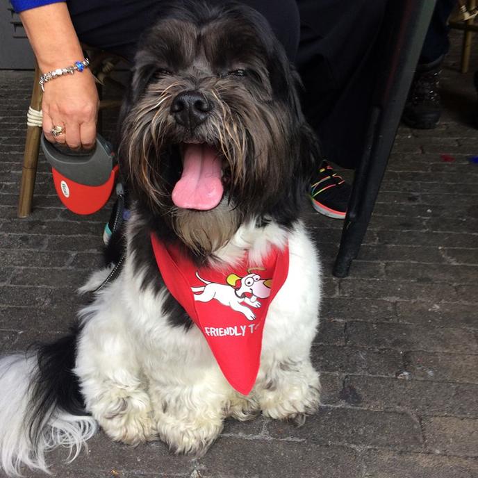 Dog Friendly Tours Offers Pet-Friendly Walking Tours Around Belfast. Dog Friendly Tours is a Pet-Friendly Tour Company in Northern Ireland.