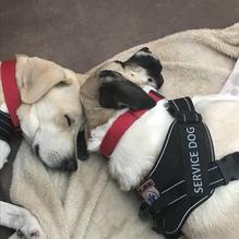 McNally's Irish Pub restaurant view 4