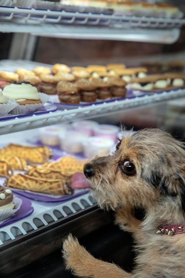 Can humans eat outlet three dog bakery treats