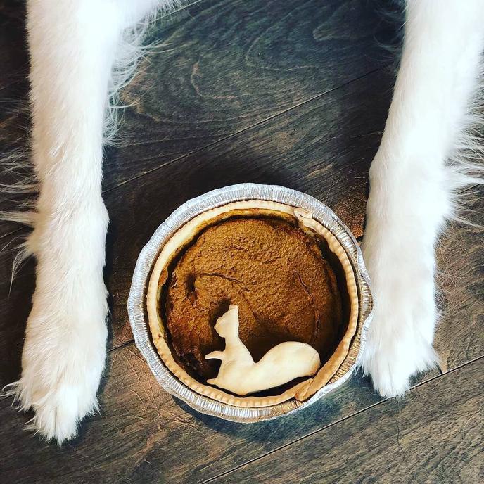 The Seattle Barkery serves fall flavored dog cookies and pastries. Order pumpkin pie and other fall dog treats at The Seattle Barkery