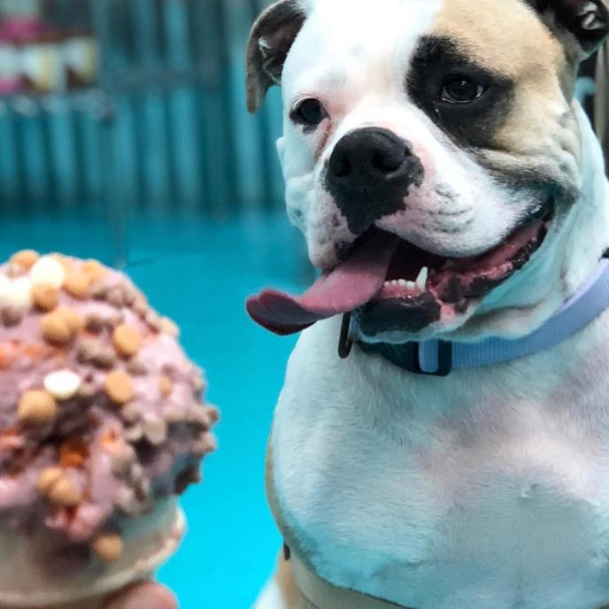 Salty Paws is an ice cream bar for dogs in Rehoboth Beach that serves fall flavors. Get fall flavored ice cream treats for dogs at Salty Paws in Rehoboth Beach.