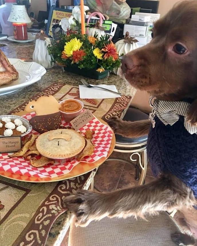 Get fall treats for dogs at The Hungry Hound in Somerville, NJ. Dog bakery The Hungry Hound in New Jersey creates special Thanksgiving meals for dogs.