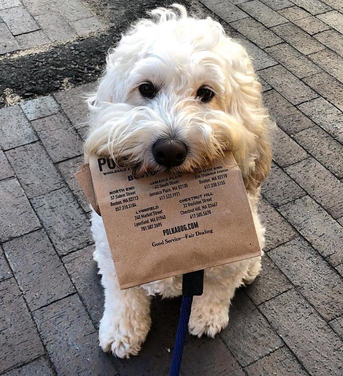 Get fall flavor treats for your dog at Polkadog Bakery in Boston. Polkadog Bakery is a neighborhood spot for seasonal dog treats in the Boston area.
