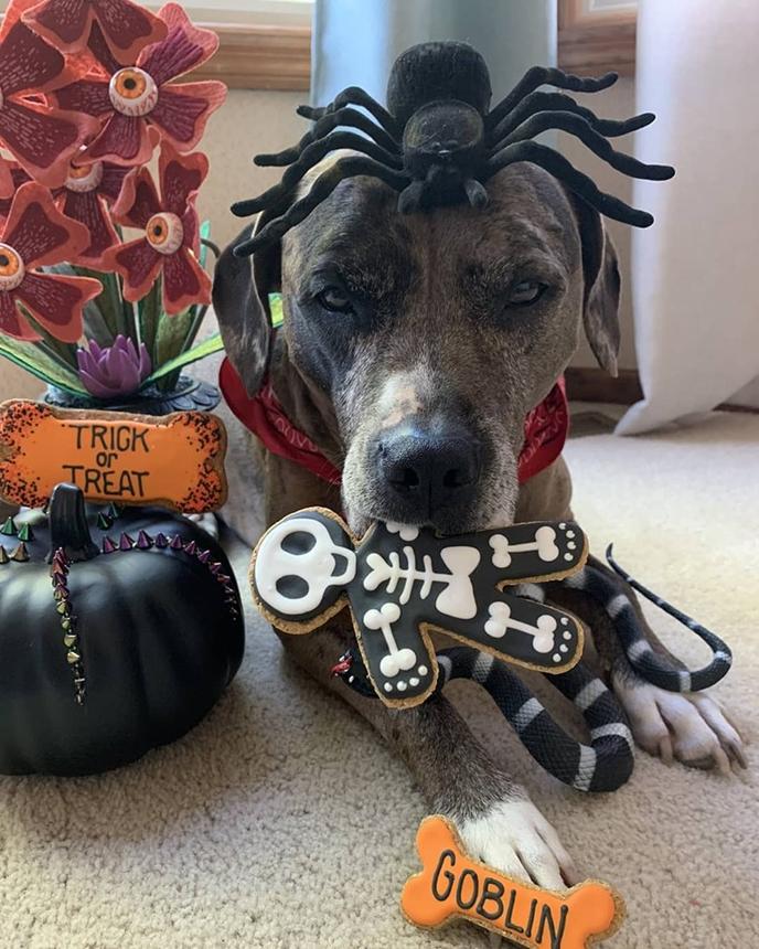 Brixtix Bakery for Dogs creates seasonal dog treats available at The Green Spot pet supply store. The Green Spot in Omaha, NE supplies local baked goods for dogs.