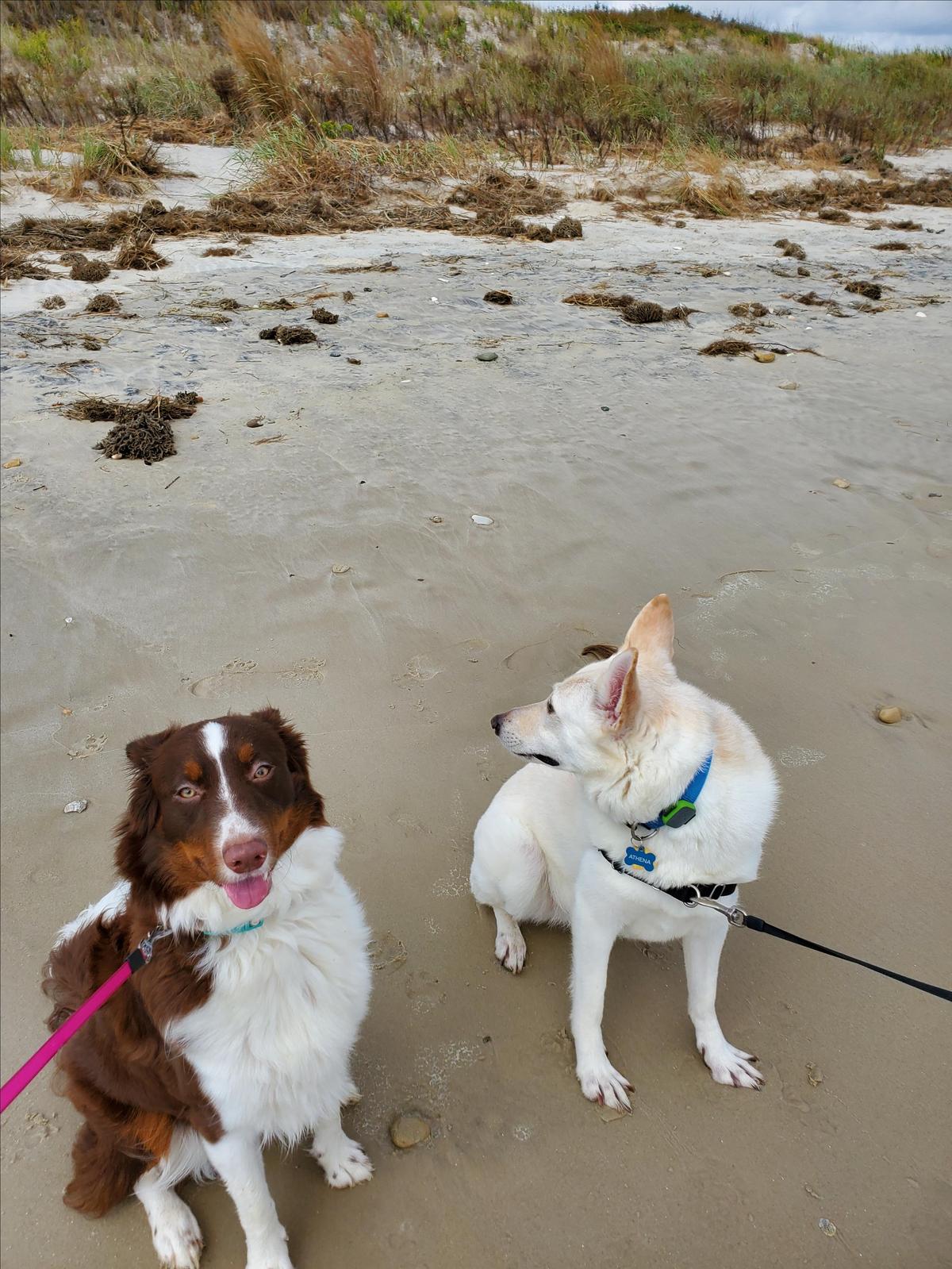 Dog Friendly Hampton, VA BringFido