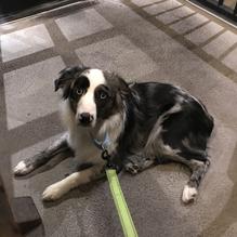 Angus Burgers & Shakes restaurant view 3