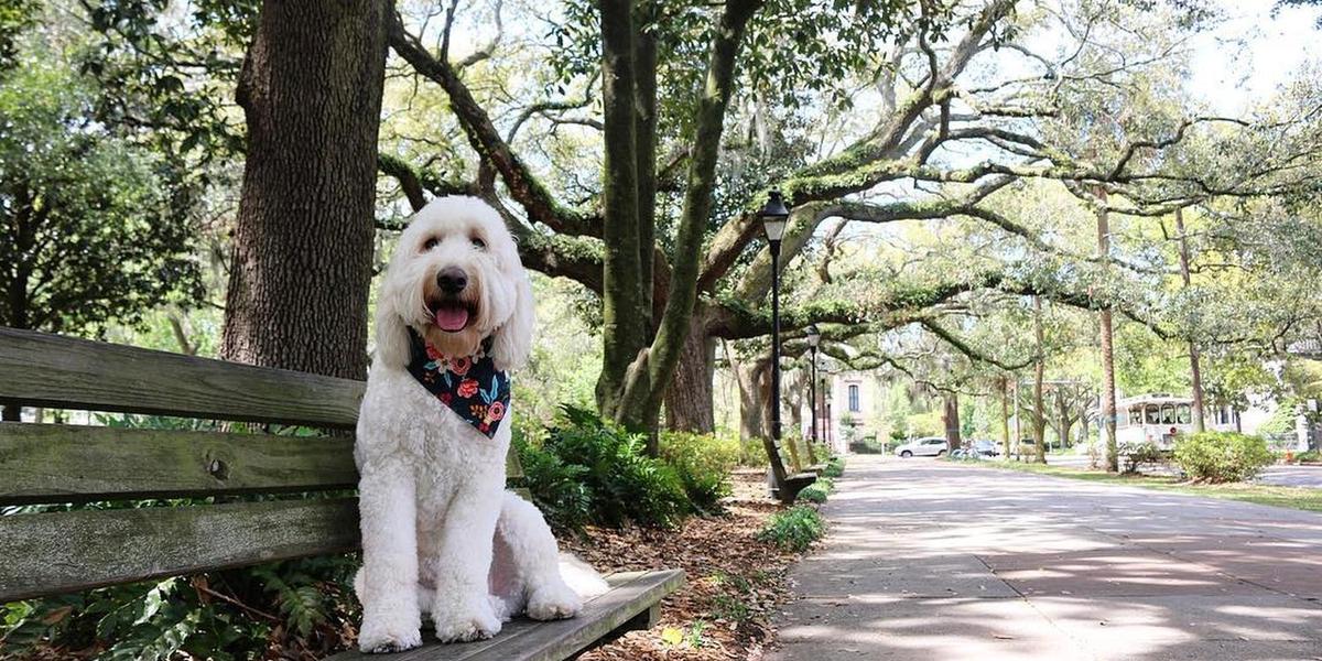A Weekend in DogFriendly Savannah Bring Fido