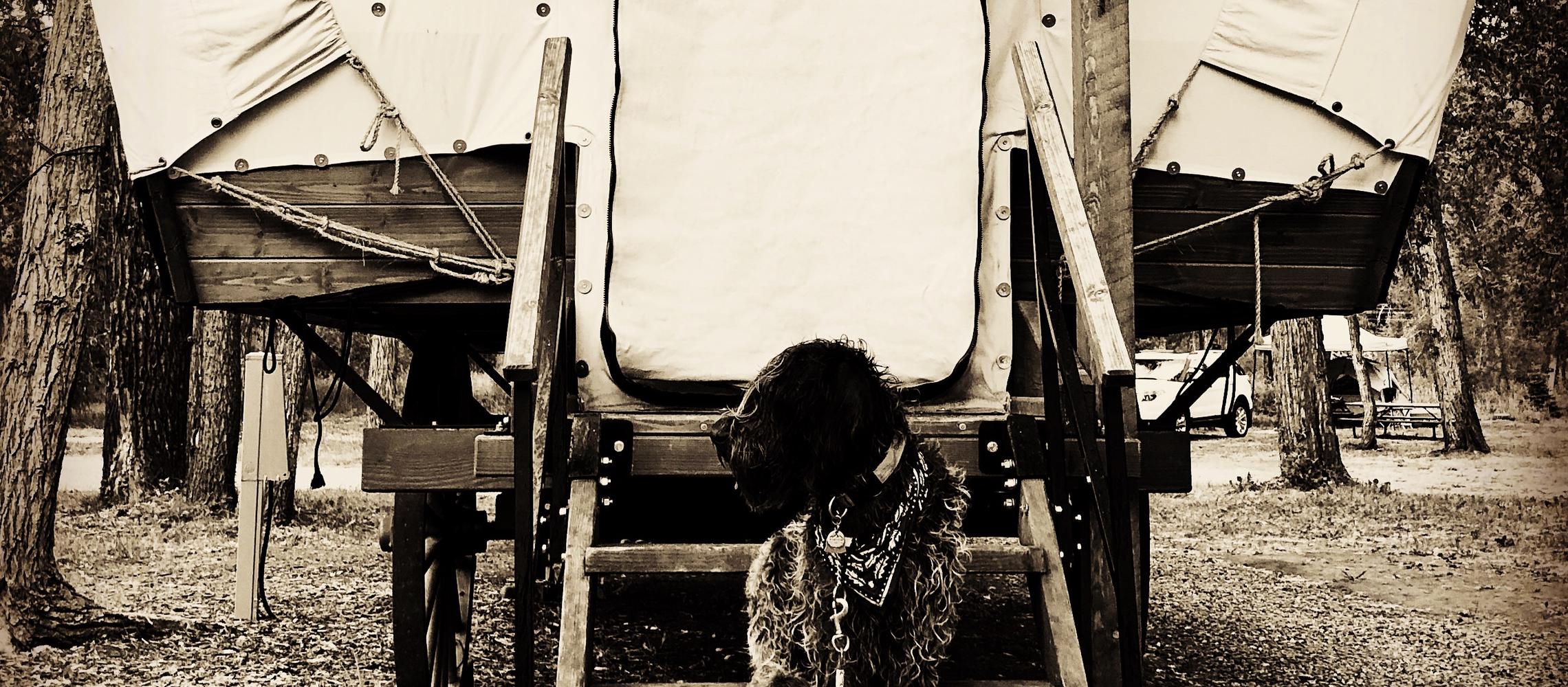 Dog Friendly Dolores, CO