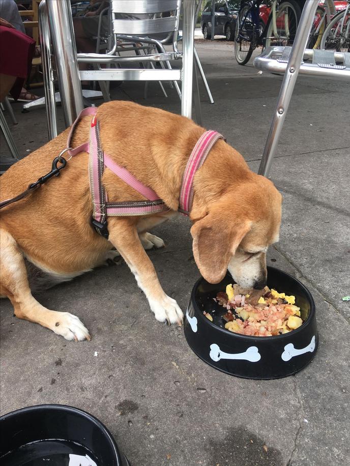 Fido Will Love the Dog-Friendly Menu at J. Christopher's. Dogs are Welcomed on the Patio at J. Christopher's in Dog-Friendly Savannah.