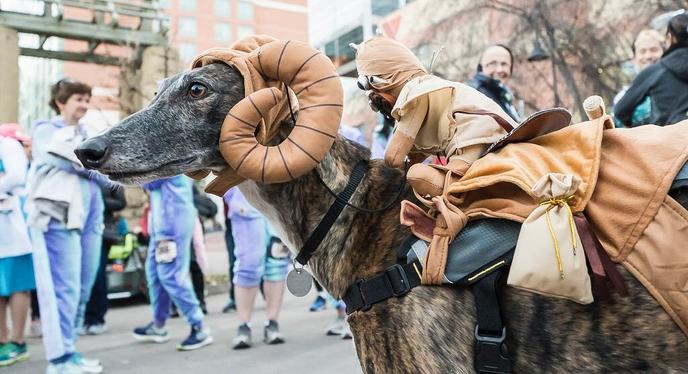 Prizes Are up for Grabs at Dash of Doom, a Pet-Friendly Halloween Race in Calgary. Dash of Doom Is a Pet-Friendly Halloween Race and Costume Contest in Calgary.