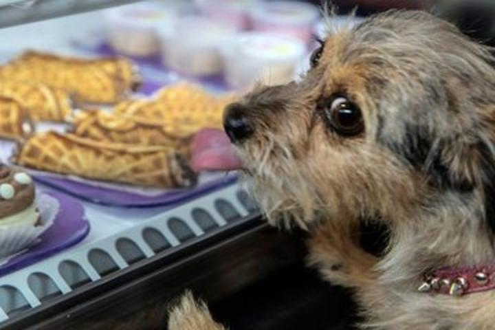 A Barker’s Dozen Dog Bakeries Rolling Out Something Special for Fall